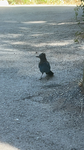 iNaturalist observation photo of Steller's Jay