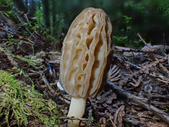 Morchella norvegiensis