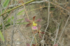 Encyclia hanburyi