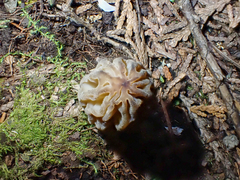 Morchella norvegiensis