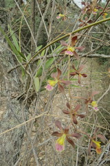 Encyclia hanburyi