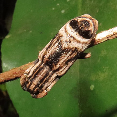 Sthenias tonkineus