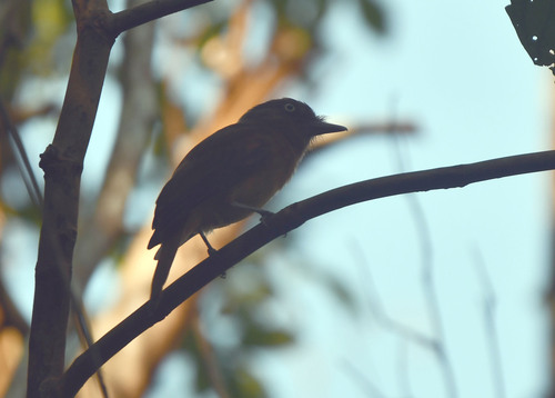 White-eyed Attila (Attila bolivianus), photo 6