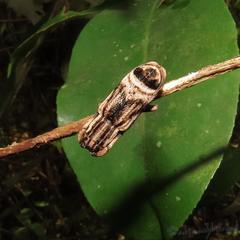 Sthenias tonkineus