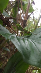 Rhombodera ornatipes
