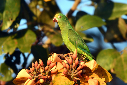 Tui Parakeet (Brotogeris sanctithomae), photo 4