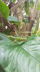 Rhombodera ornatipes