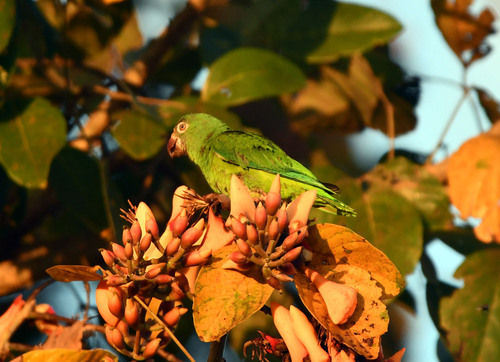 Tui Parakeet (Brotogeris sanctithomae), photo 7