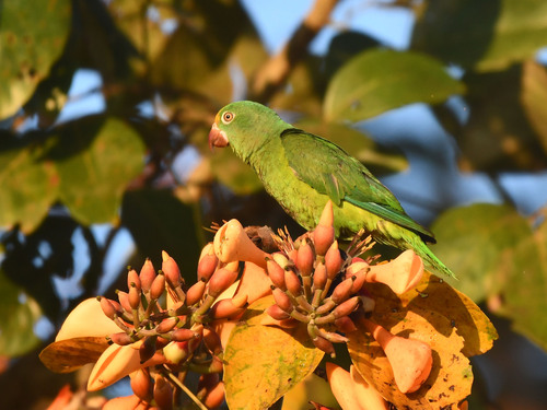 Tui Parakeet (Brotogeris sanctithomae), photo 5