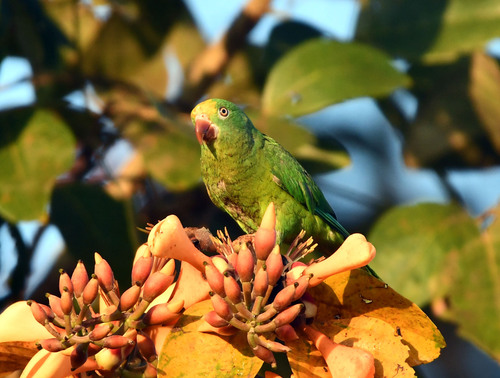 Tui Parakeet (Brotogeris sanctithomae), photo 8