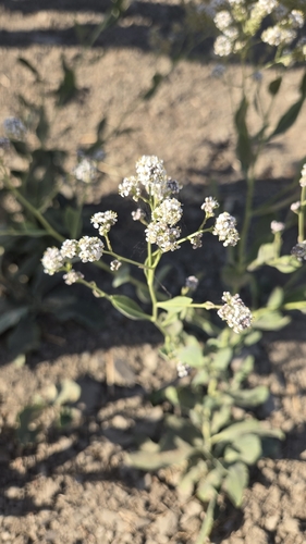 broadleaved pepperweed