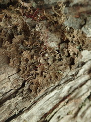Pseudocyphellaria haywardiorum