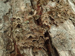 Pseudocyphellaria haywardiorum