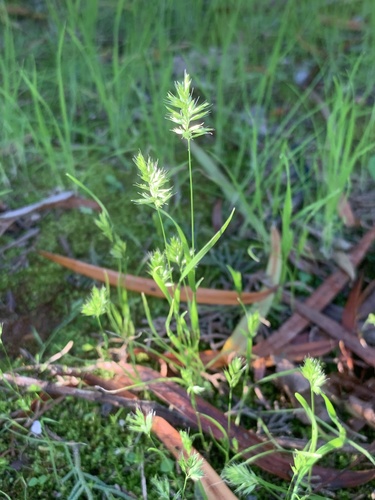 Rostraria cristata, photograph 1