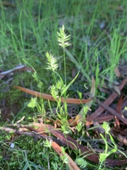 Rostraria cristata