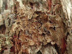 Pseudocyphellaria haywardiorum