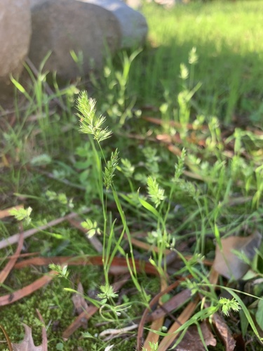 Rostraria cristata, photograph 2