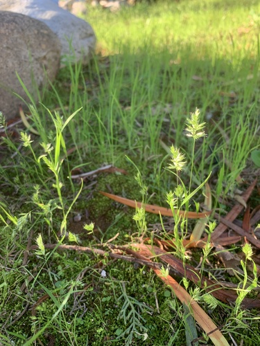 Rostraria cristata, photograph 3