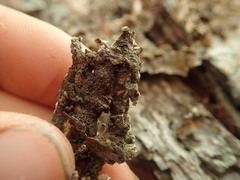 Pseudocyphellaria haywardiorum