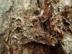 Pseudocyphellaria haywardiorum