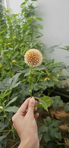 Burflower-tree