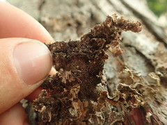 Pseudocyphellaria haywardiorum