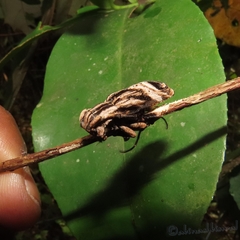 Sthenias tonkineus