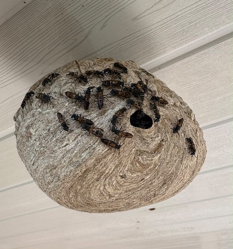 Yellow-banded Polybia Wasp