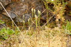 Allium acuminatum