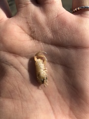 Megalorchestia corniculata