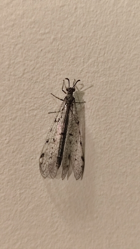 Spotted-wing antlion