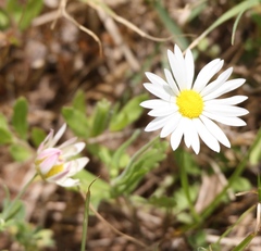 Aphanostephus skirrhobasis