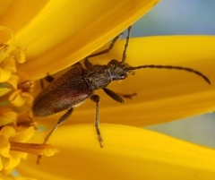 Brachysomida californica