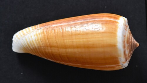 Conus radiatus observed 2010-05-16