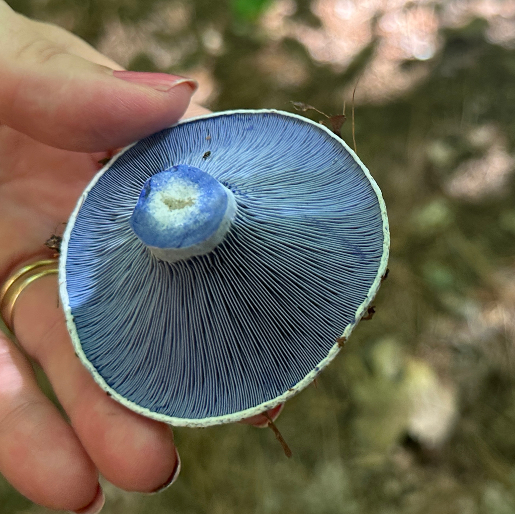 indigo milk cap · August 2026 · photo: Photo: no rights reserved · iNaturalist