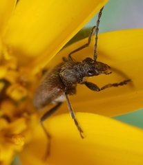 Brachysomida californica