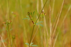 Trifolium oliganthum