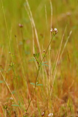Trifolium oliganthum