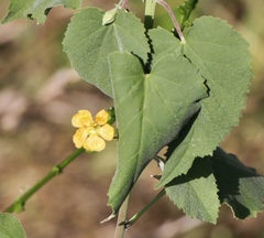 Abutilon fruticosum