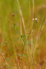 Trifolium oliganthum