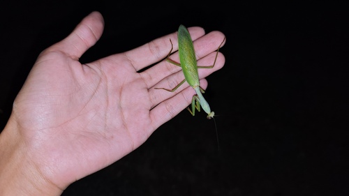 Formosan Giant Mantis