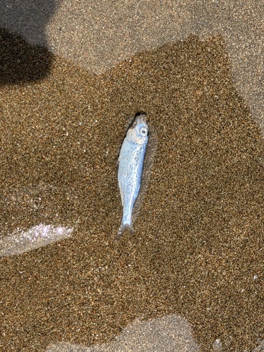 Blue silverside (Melanorhinus cyanellus) — Atherinopsidae — 5