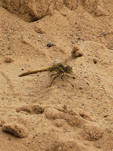 Vagrant Darter