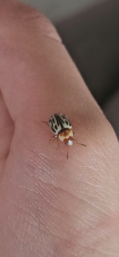 Parthenium beetle