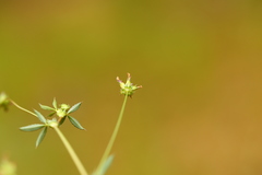 Trifolium oliganthum