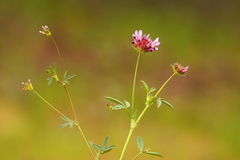 Trifolium oliganthum