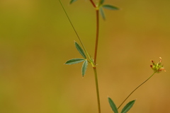 Trifolium oliganthum
