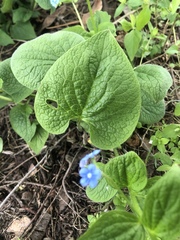 Brunnera