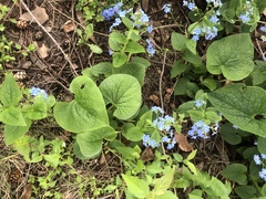 Brunnera