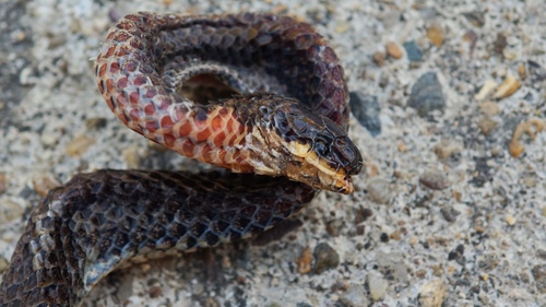 Northern Reed Snake